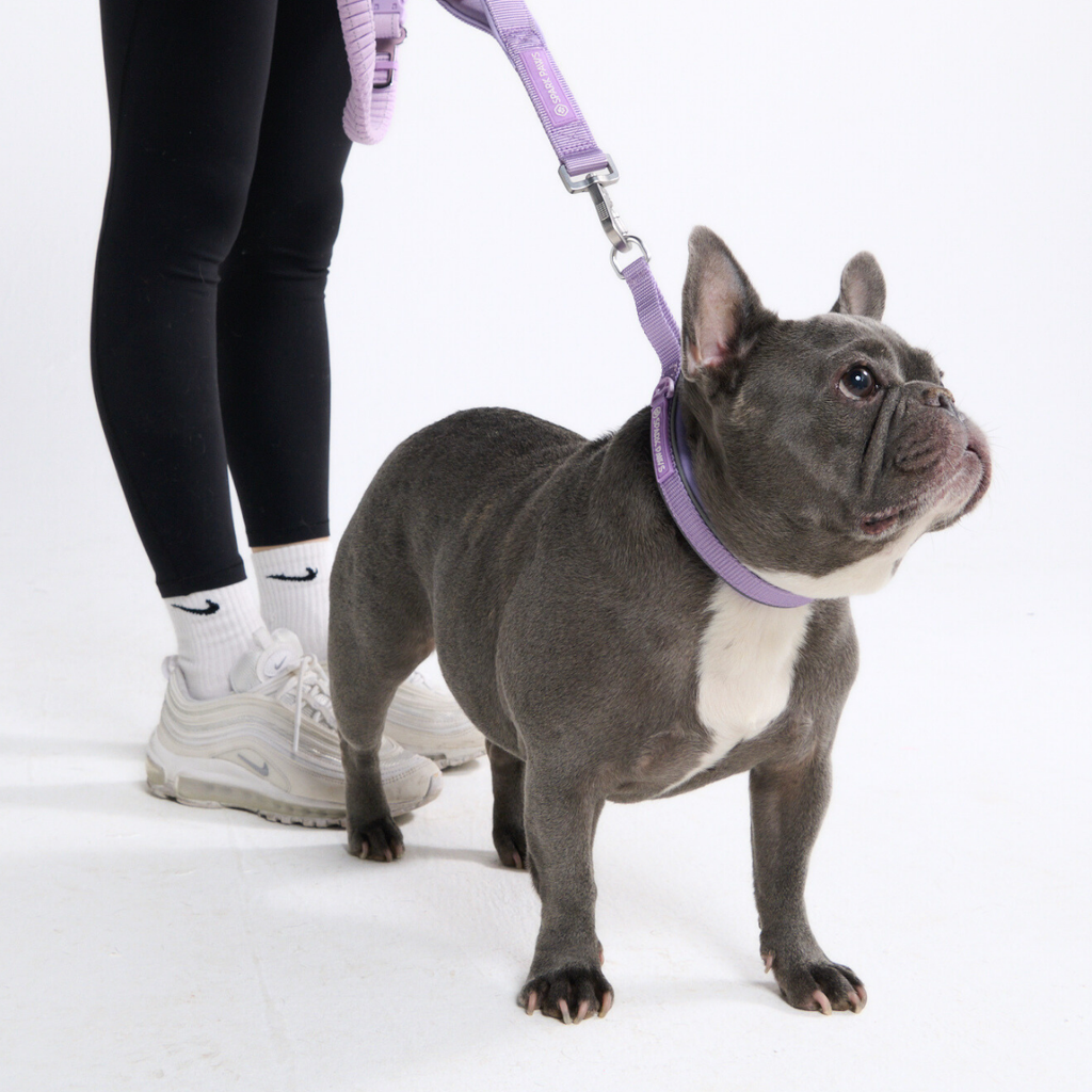 Hands-Free Dog Leash and Waste Bag Holder Set, Bungee Control and Dual Handles for Everyday Walks source image 54