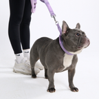 Hands-Free Dog Leash and Waste Bag Holder Set, Bungee Control and Dual Handles for Everyday Walks source image 54