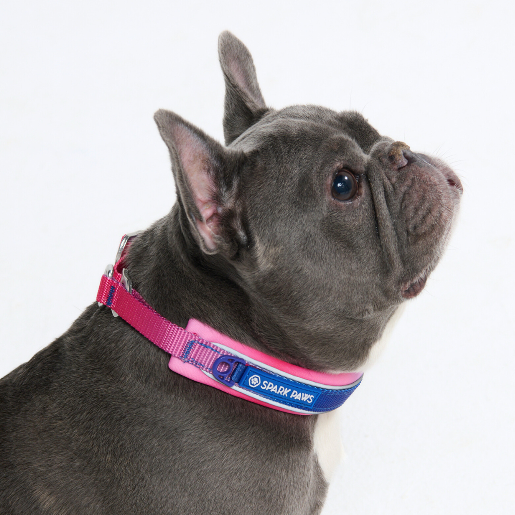 Cushioned Martingale Dog Collar for Gentle Leash Guidance, Limited-Cinch Design in Five Sizes source image 57
