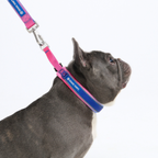Cushioned Martingale Dog Collar for Gentle Leash Guidance, Limited-Cinch Design in Five Sizes source image 58