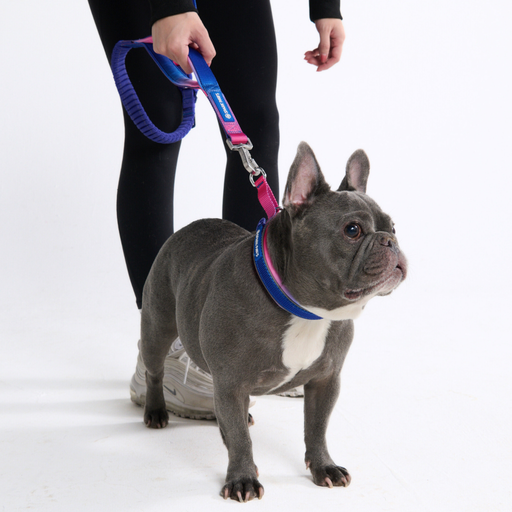 Cushioned Martingale Dog Collar for Gentle Leash Guidance, Limited-Cinch Design in Five Sizes source image 59