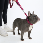 Hands-Free Dog Leash and Waste Bag Holder Set, Bungee Control and Dual Handles for Everyday Walks source image 61