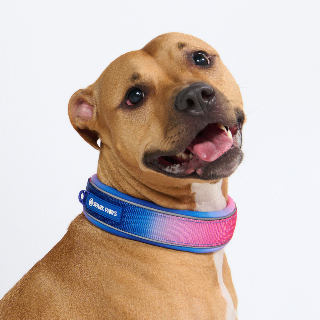 Cushioned Martingale Dog Collar for Gentle Leash Guidance, Limited-Cinch Design in Five Sizes source image 62