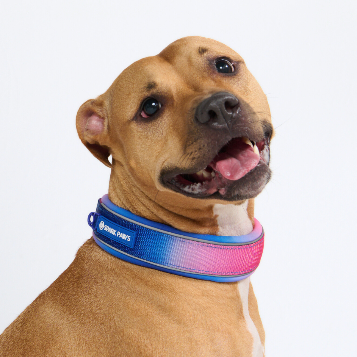 Cushioned Martingale Dog Collar for Gentle Leash Guidance, Limited-Cinch Design in Five Sizes source image 62