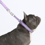 Cushioned Martingale Dog Collar for Gentle Leash Guidance, Limited-Cinch Design in Five Sizes source image 68