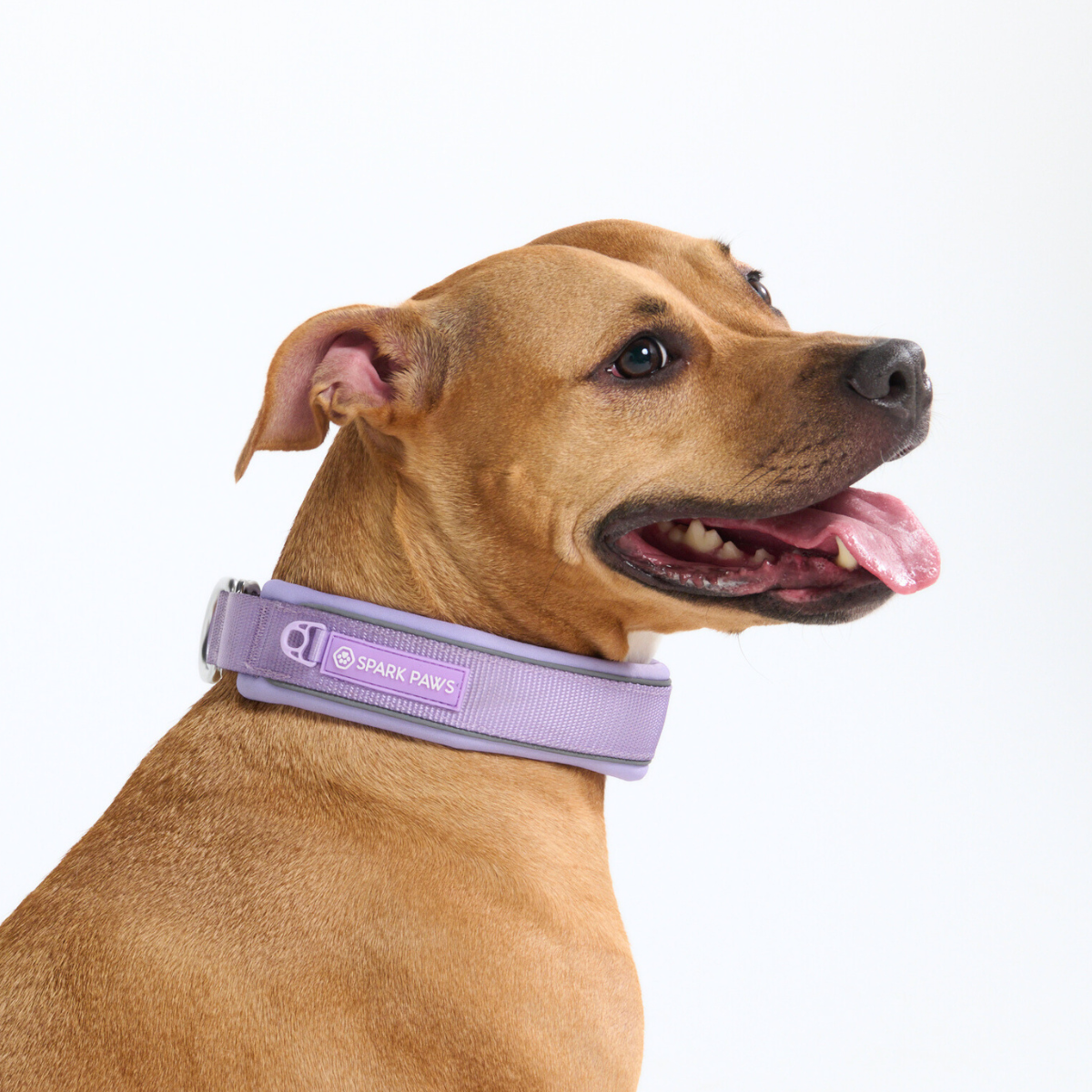 Cushioned Martingale Dog Collar for Gentle Leash Guidance, Limited-Cinch Design in Five Sizes source image 72