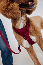 Hands-Free Dog Walking Set for Waist or Shoulder Wear, Neoprene Harness and Compact Pouch Bundle source image 79