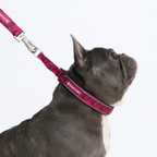 Cushioned Martingale Dog Collar for Gentle Leash Guidance, Limited-Cinch Design in Five Sizes source image 79
