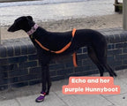 Greyhound and Whippet Dog Boots product image 16
