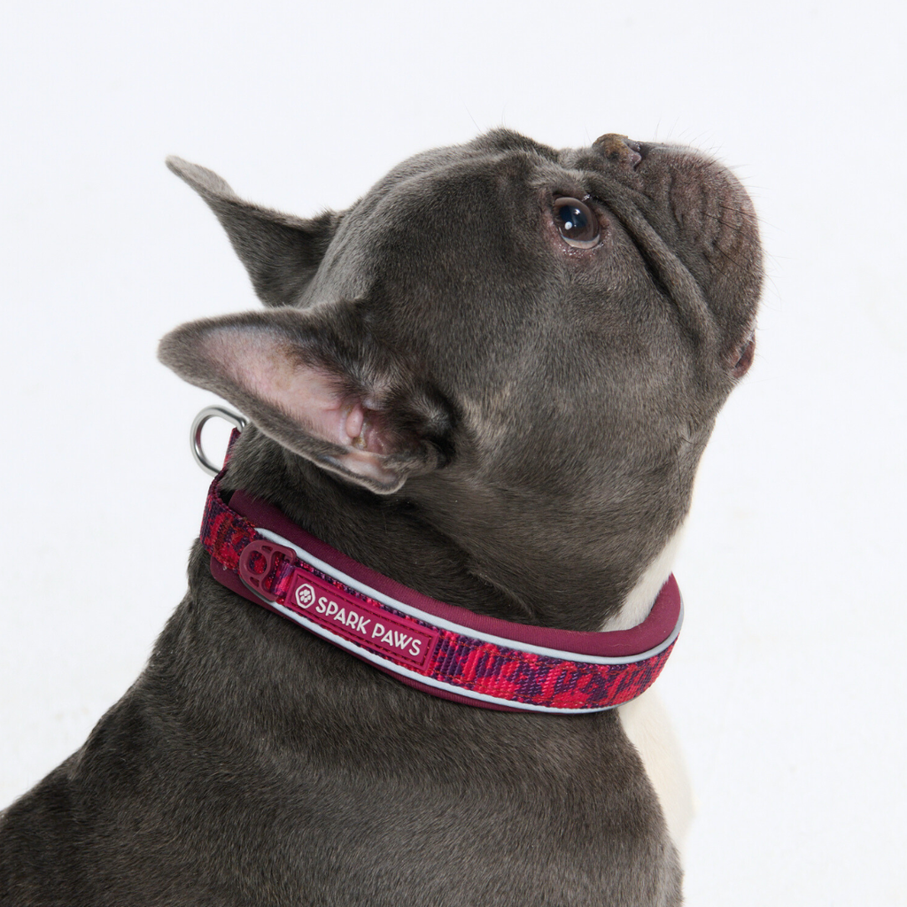Cushioned Martingale Dog Collar for Gentle Leash Guidance, Limited-Cinch Design in Five Sizes source image 80
