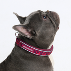 Cushioned Martingale Dog Collar for Gentle Leash Guidance, Limited-Cinch Design in Five Sizes source image 80