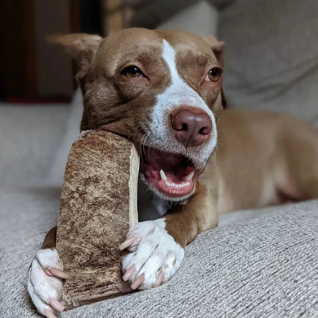 Moose Antler Paddle Dog Chew product image 6
