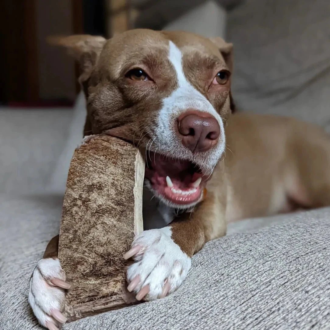 Moose Antler Paddle Dog Chew product image 6