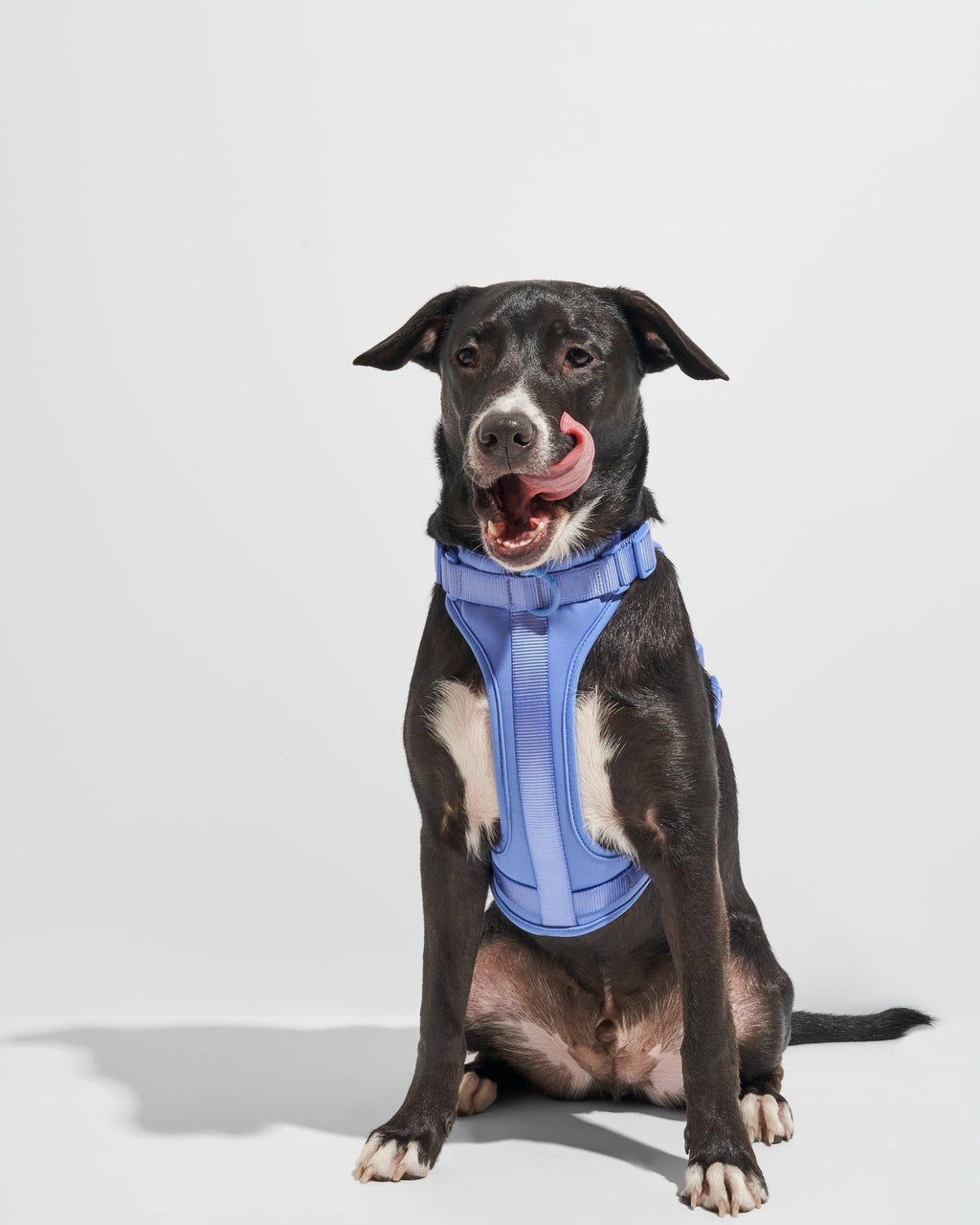Cushioned No-Pull Dog Harness product image 30