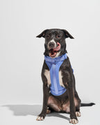 Cushioned No-Pull Dog Harness product image 30
