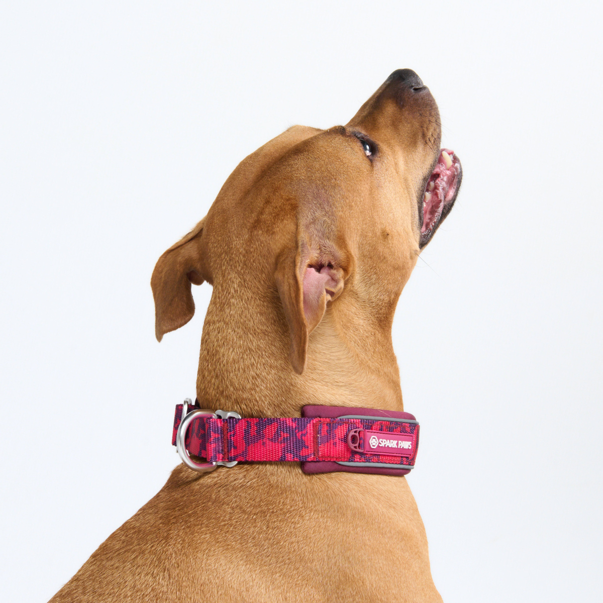 Cushioned Martingale Dog Collar for Gentle Leash Guidance, Limited-Cinch Design in Five Sizes source image 84
