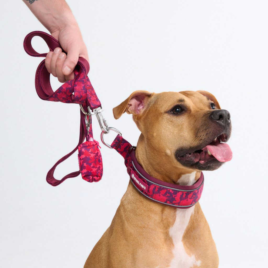 Cushioned Martingale Dog Collar for Gentle Leash Guidance, Limited-Cinch Design in Five Sizes source image 85