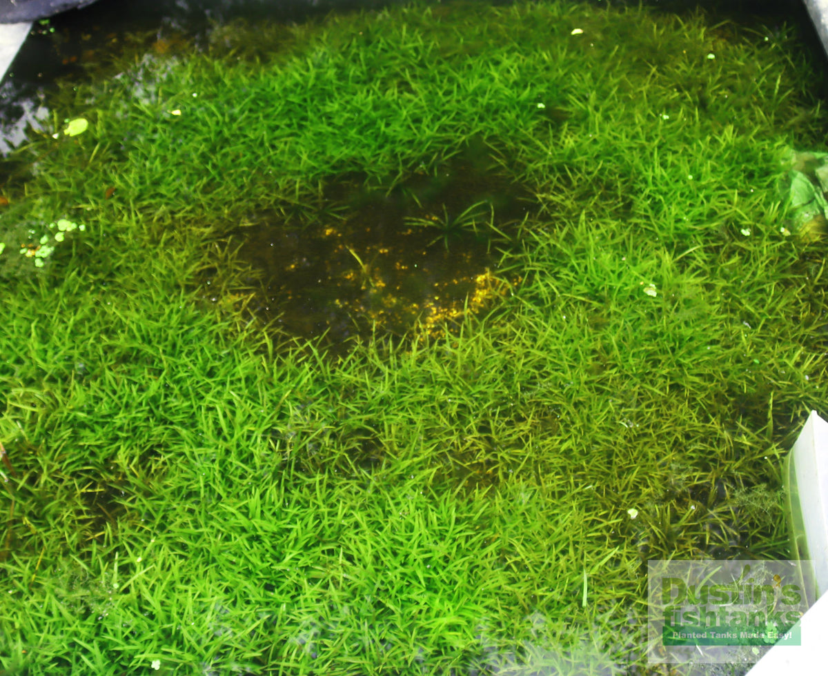 Live Dwarf Sagittaria Aquarium Plant product image 24