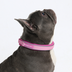 Cushioned Martingale Dog Collar for Gentle Leash Guidance, Limited-Cinch Design in Five Sizes source image 90