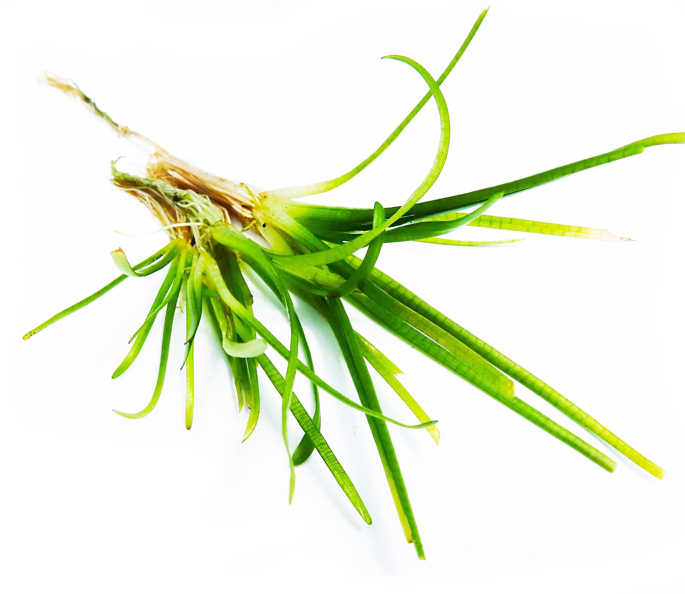 Live Dwarf Sagittaria Aquarium Plant product image 1