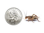 Live Banded Cricket Feeder Insects product image 2