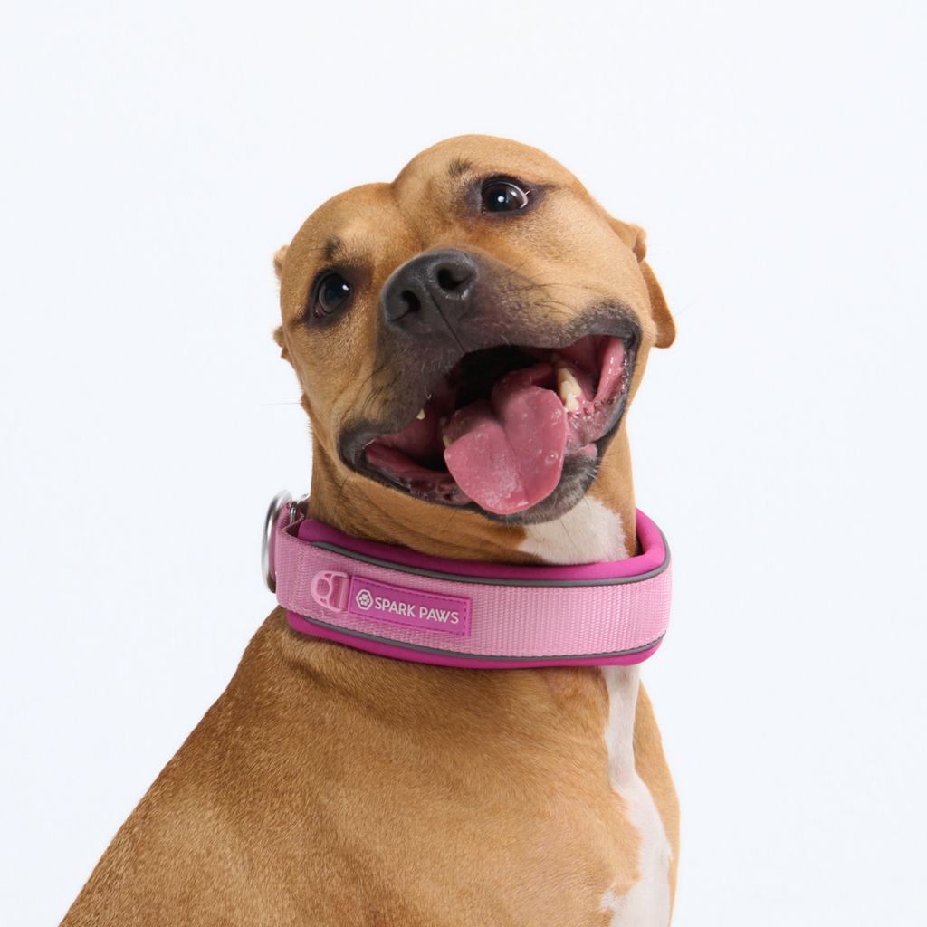 Cushioned Martingale Dog Collar for Gentle Leash Guidance, Limited-Cinch Design in Five Sizes source image 94