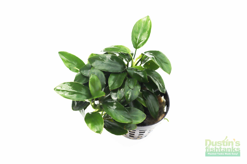 Live Anubias Nana Petite Aquarium Plant product image 41