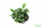 Live Anubias Nana Petite Aquarium Plant product image 41