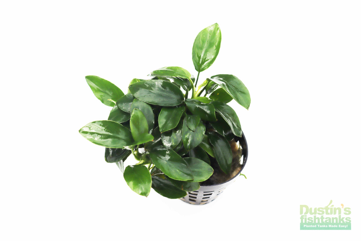 Live Anubias Nana Petite Aquarium Plant product image 41
