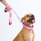 Cushioned Martingale Dog Collar for Gentle Leash Guidance, Limited-Cinch Design in Five Sizes source image 95