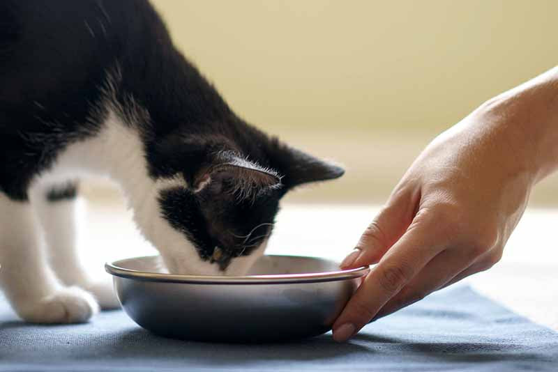 Stainless Steel Cat Bowls product image 7