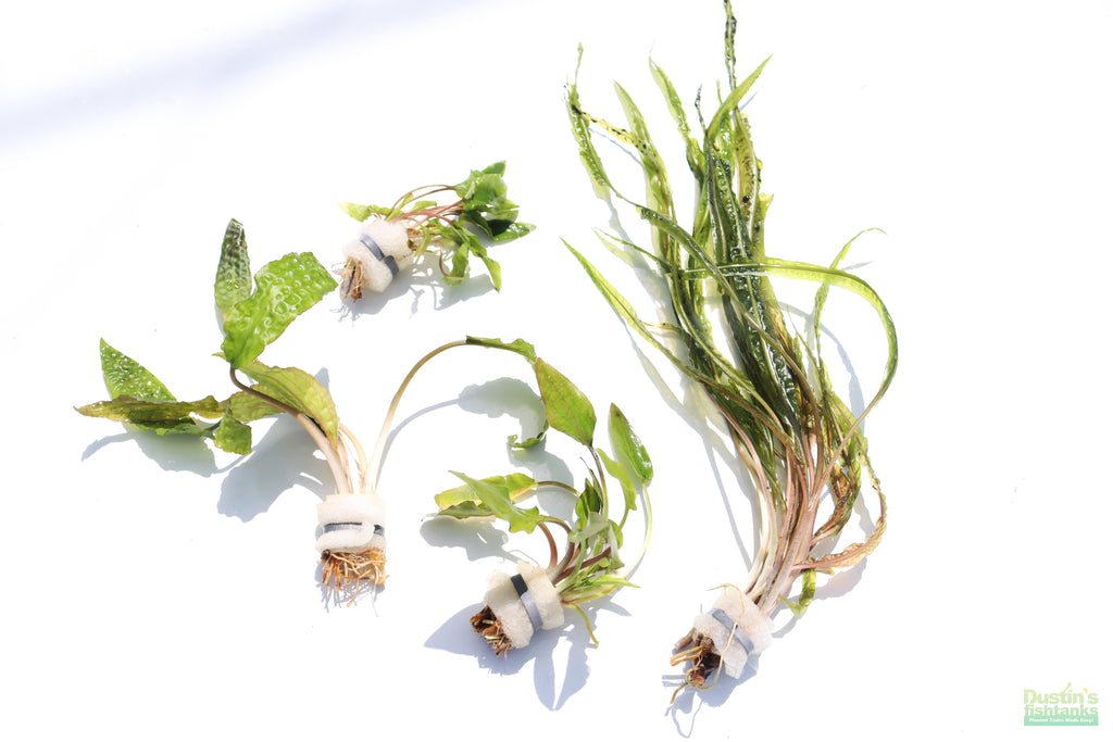Cryptocoryne Aquarium Plant Pack product image 28