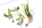 Cryptocoryne Aquarium Plant Pack product image 28