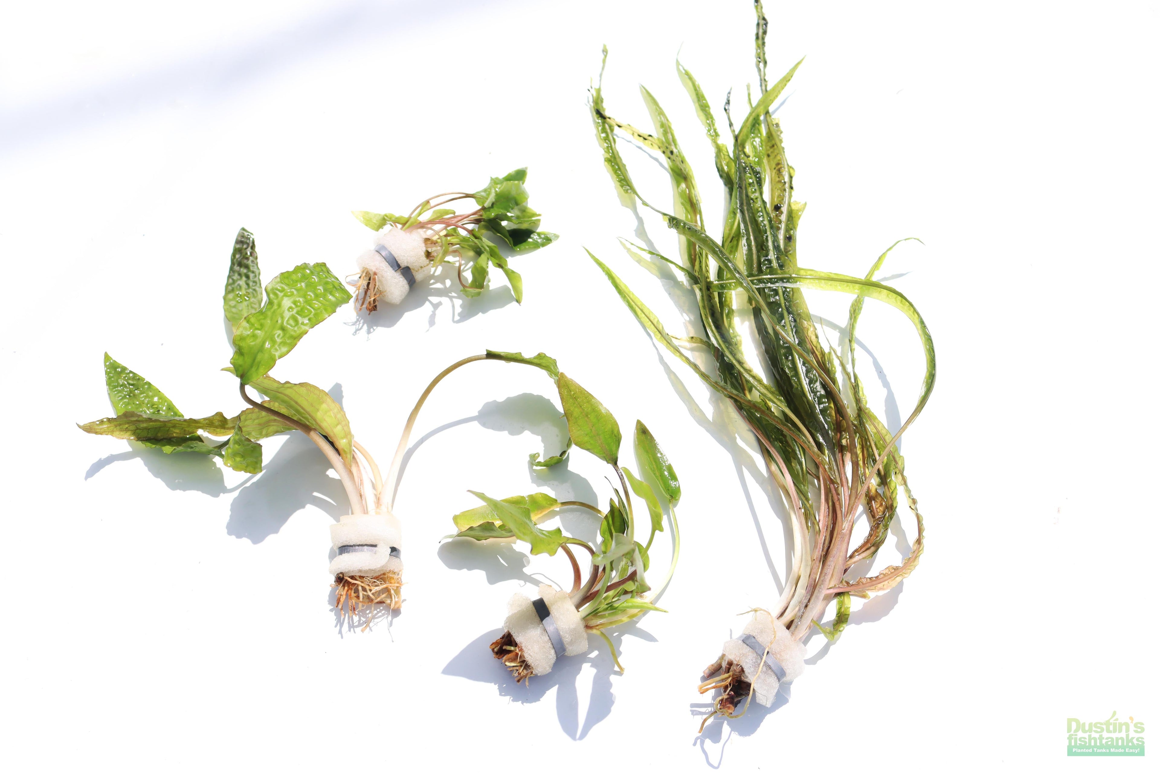 Cryptocoryne Aquarium Plant Pack product image 28