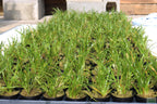 Live Dwarf Sagittaria Aquarium Plant product image 11