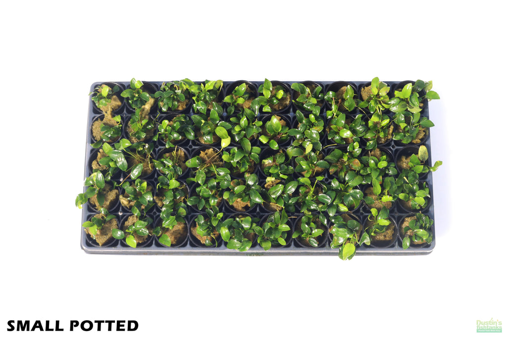 Live Anubias Nana Petite Aquarium Plant product image 51