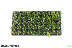 Live Anubias Nana Petite Aquarium Plant product image 51