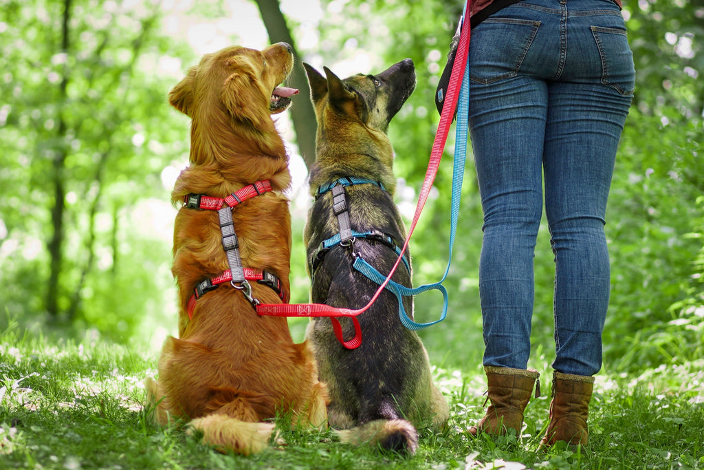 Reflective No-Pull Dog Harness product image 9