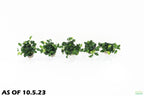 Live Anubias Nana Petite Aquarium Plant product image 15
