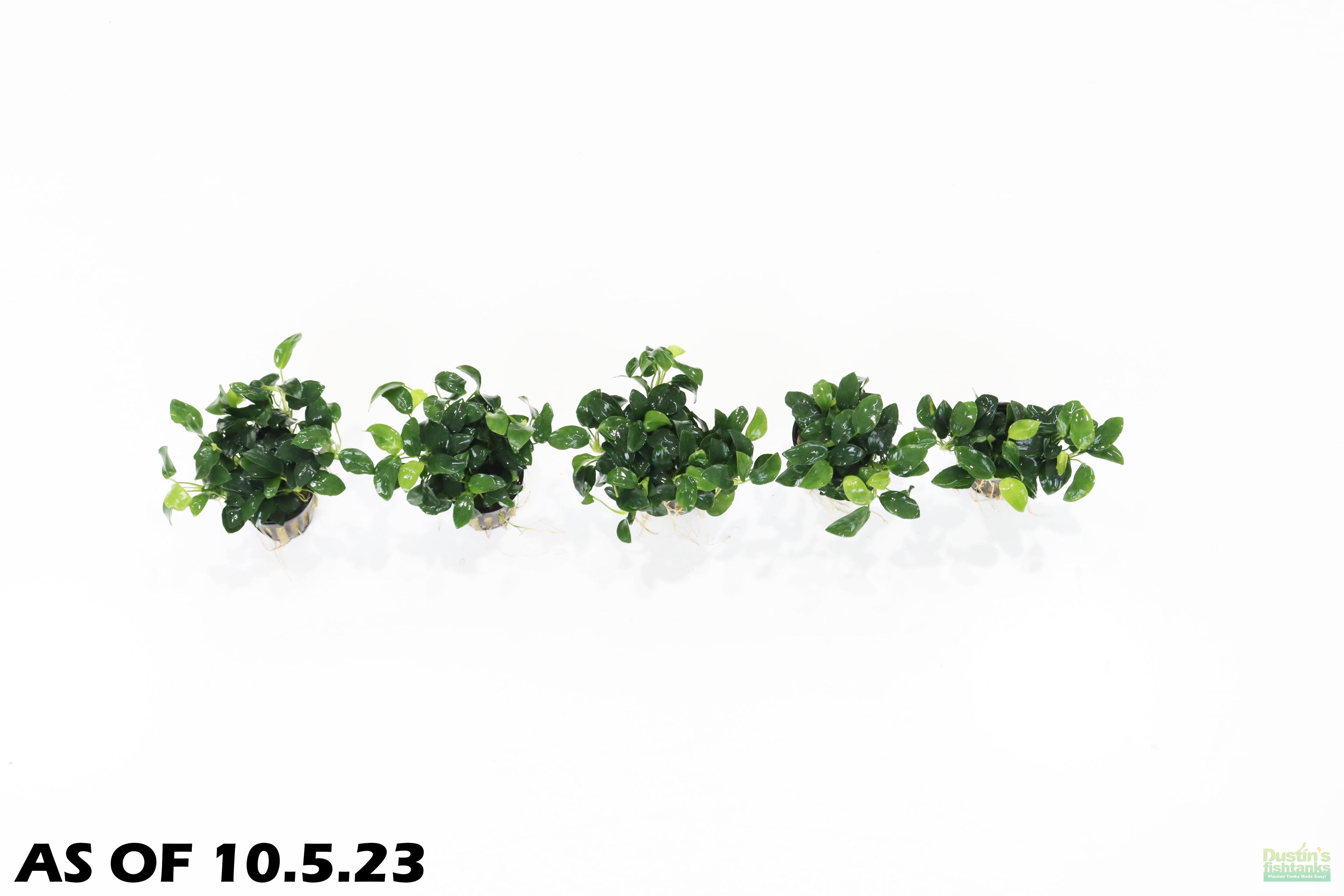 Live Anubias Nana Petite Aquarium Plant product image 15