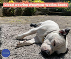 Breathable Rubber Dog Boots product image 22