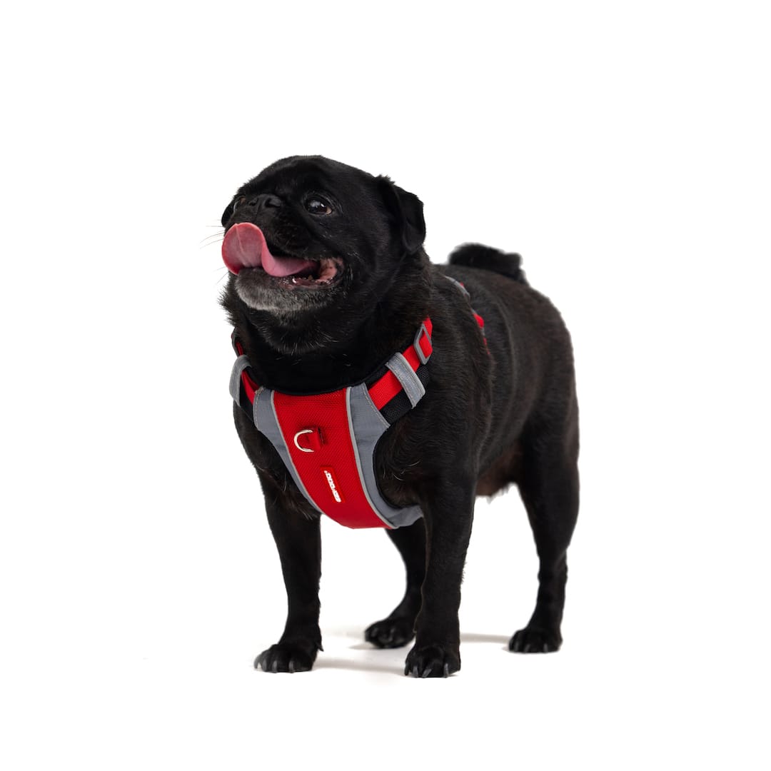 Dog Harness product image 2