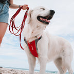 Dog Harness product image 3