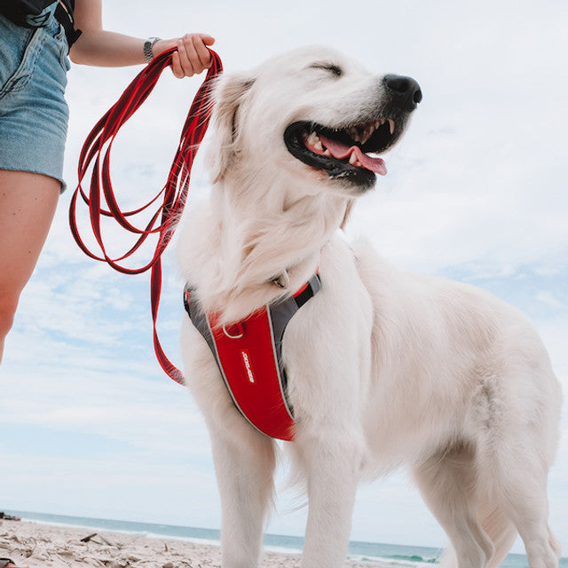 Dog Harness product image 3