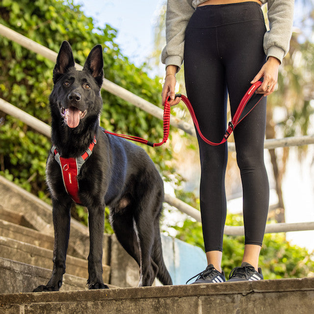 Dog Harness product image 15