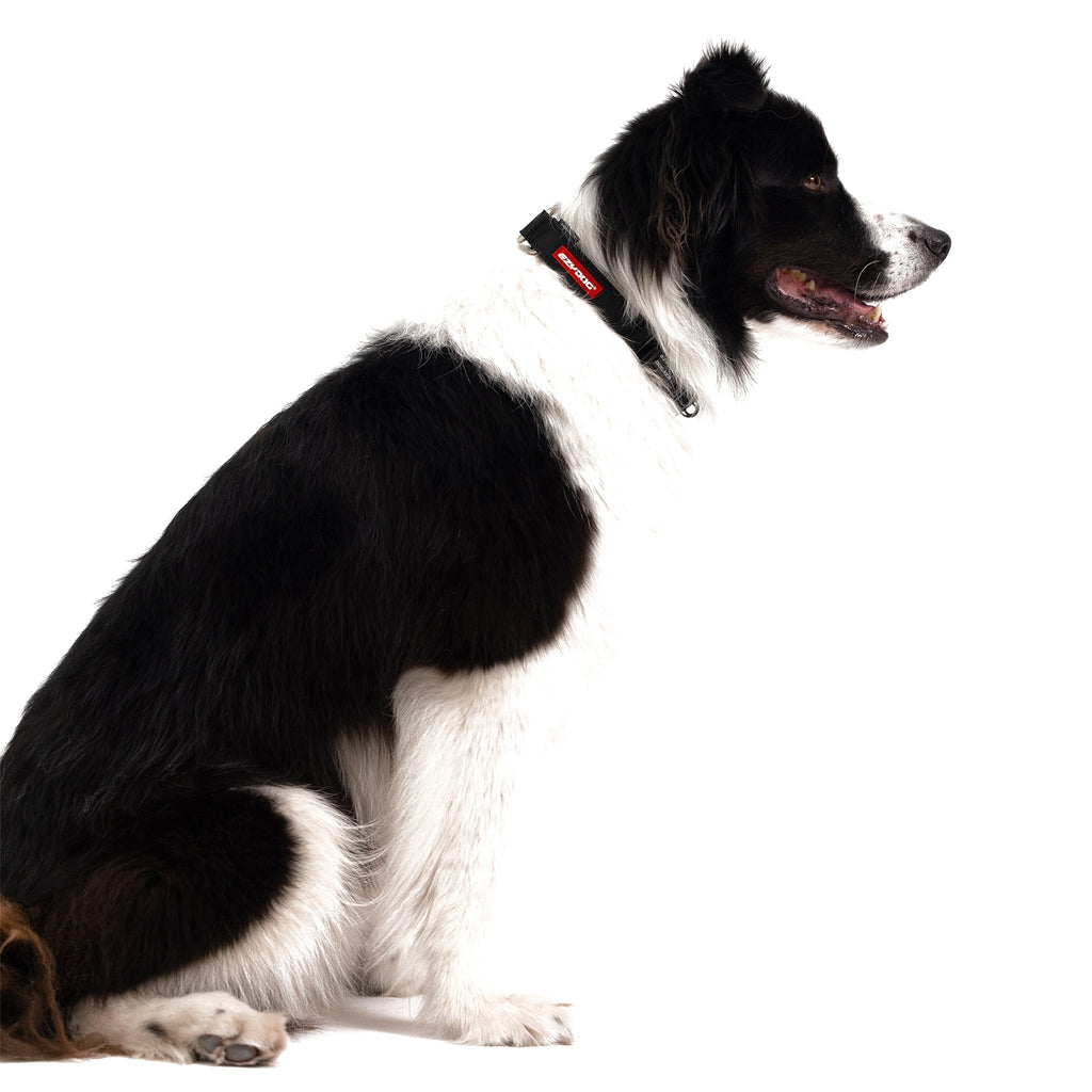 Martingale Dog Collar product image 3