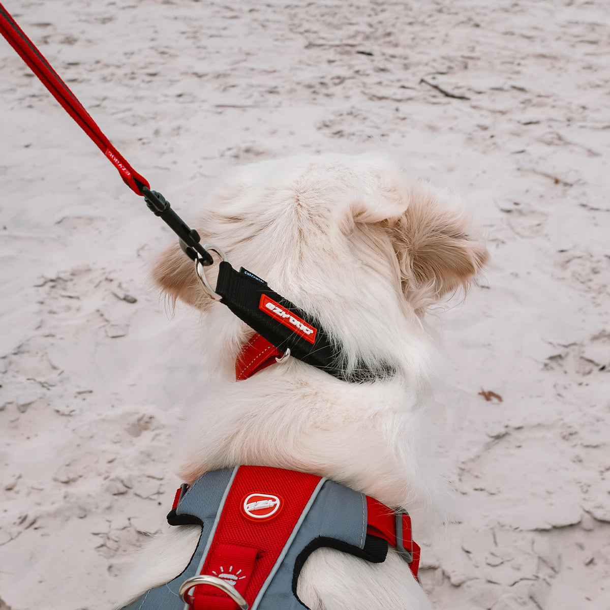 Martingale Dog Collar product image 4