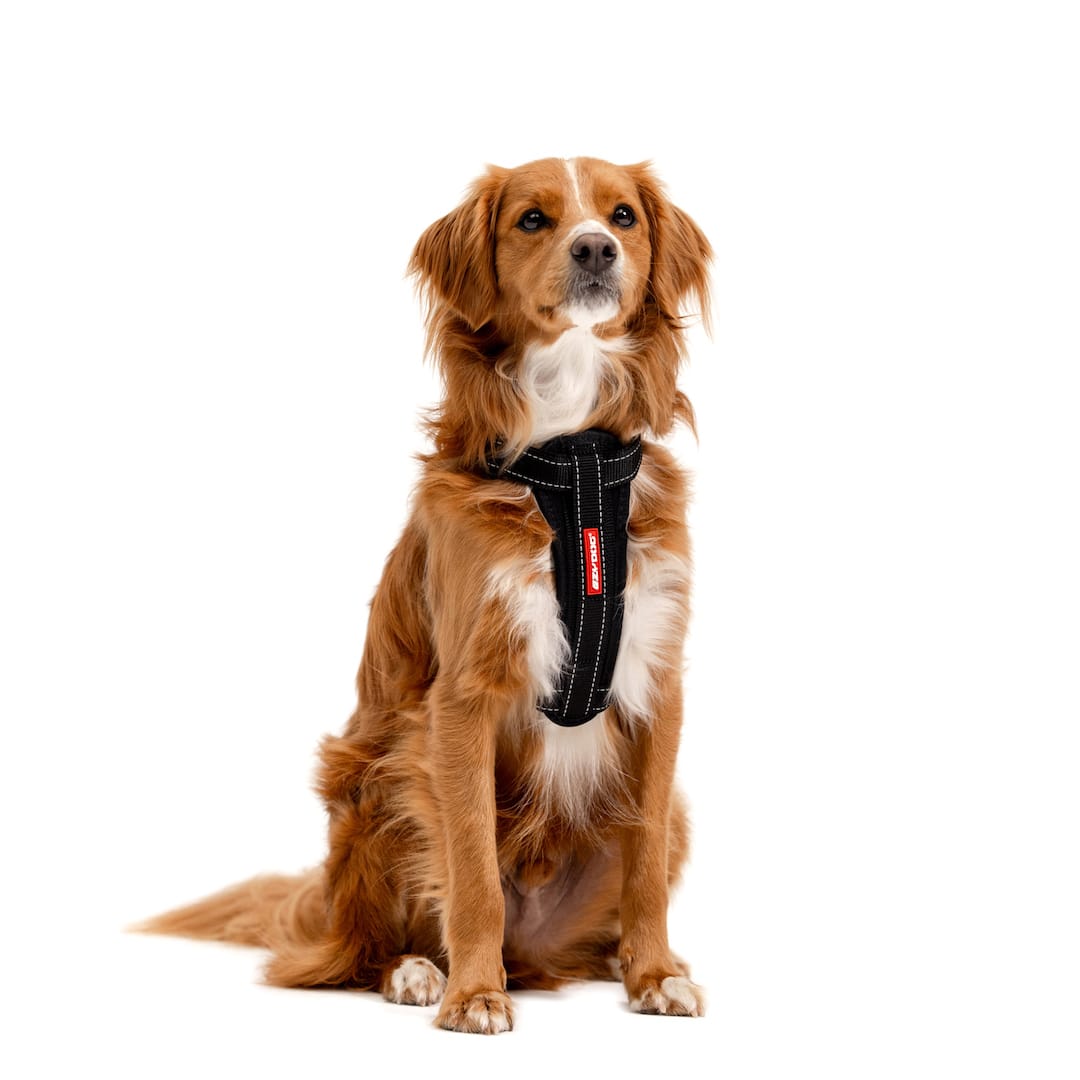 Dog Harness product image 2