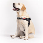 Dog Harness product image 2