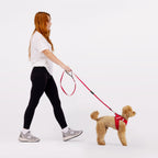Dog Harness product image 4